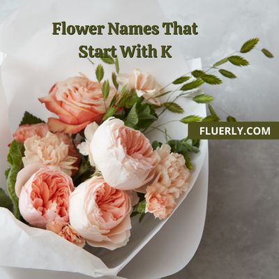 Flower Names That Start With K - Flower That Knock Your Door