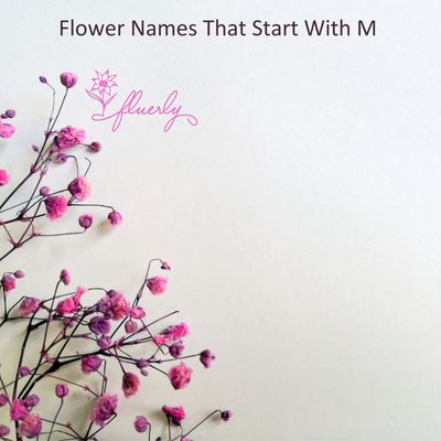 Flower Names That Start With M - Amazing Flower Names List