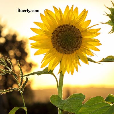 How Much Water Do Sunflowers Need? – A Simple Guide