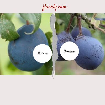 What Is The Difference Between Bullaces And Damsons?