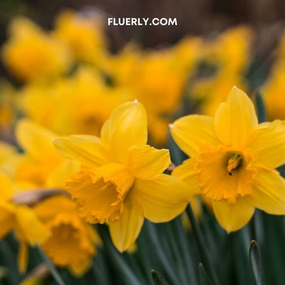 What To Do With Daffodils After Flowering In Pots? - Tips