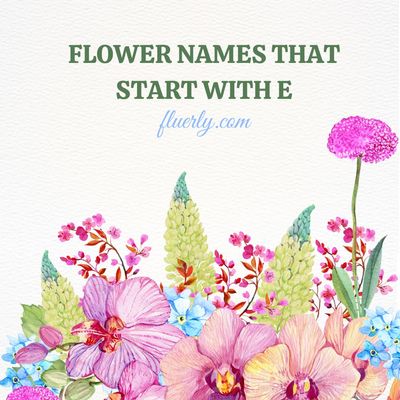 Flower Names That Start With E - Emotions And Expressions