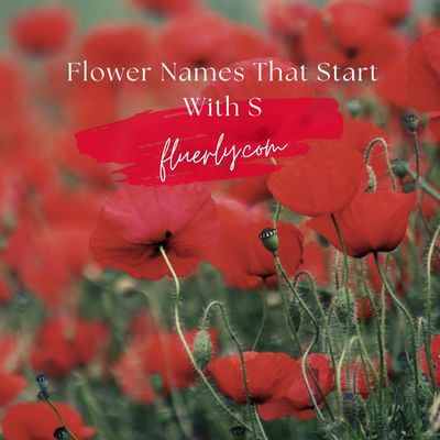 Flower Names That Start With S - Surely Brings Your Smile