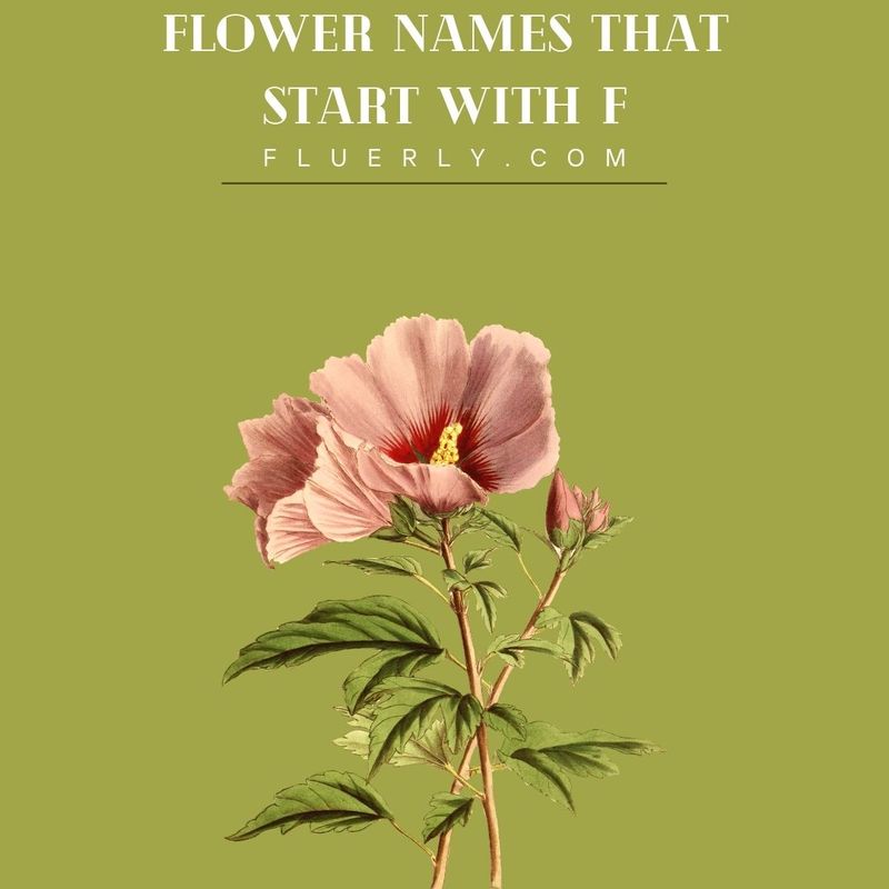 Flower Names That Start With F