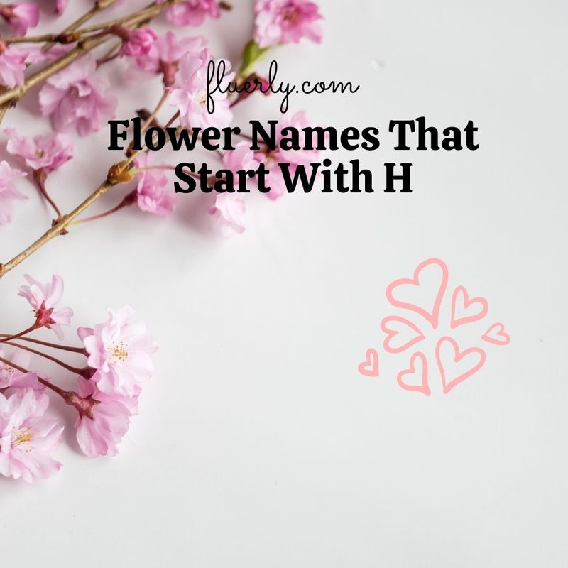 Flower Names That Start With H