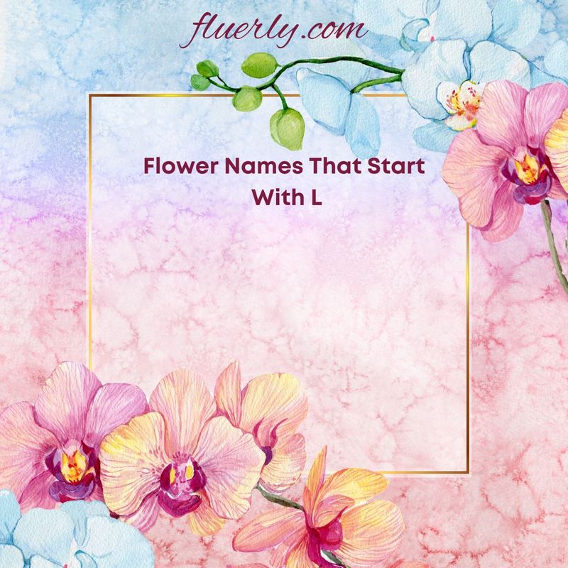 Flower Names That Start With L