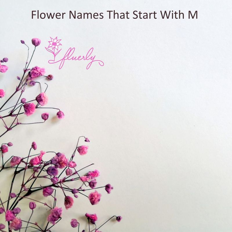 Flower Names That Start With M 