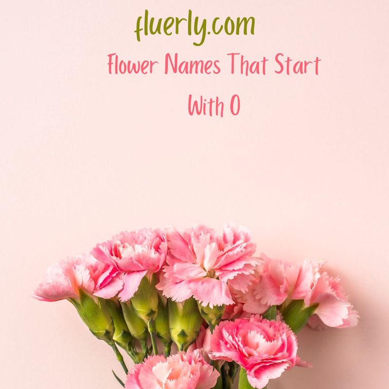 Flower Names That Start With O