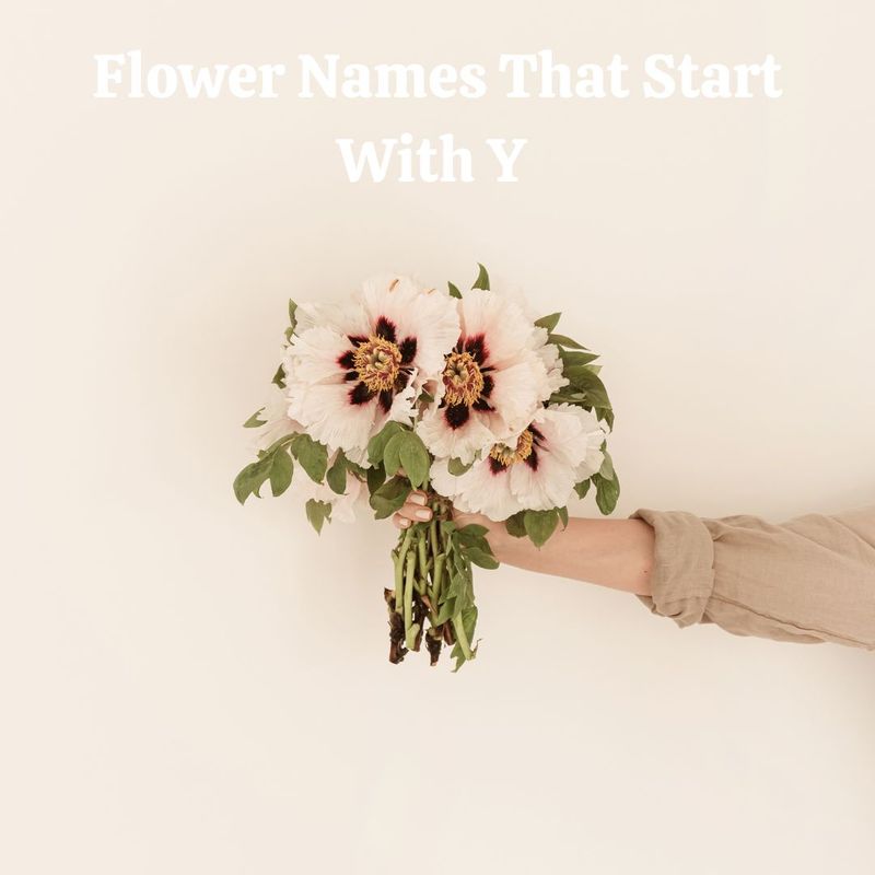 Flower Names That Start With Y 