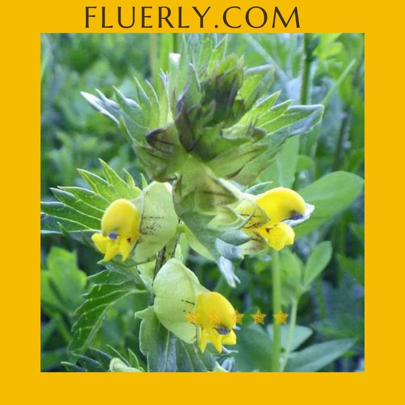 How To Sow Yellow Rattle