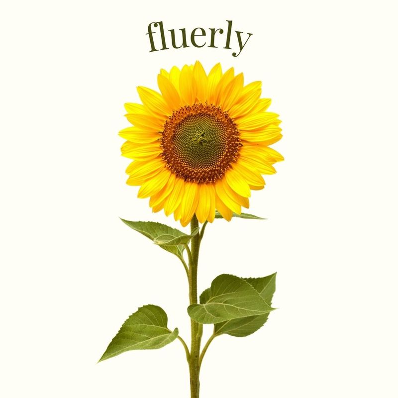 Sunflower with Multiple Heads – Floral Facts to Know