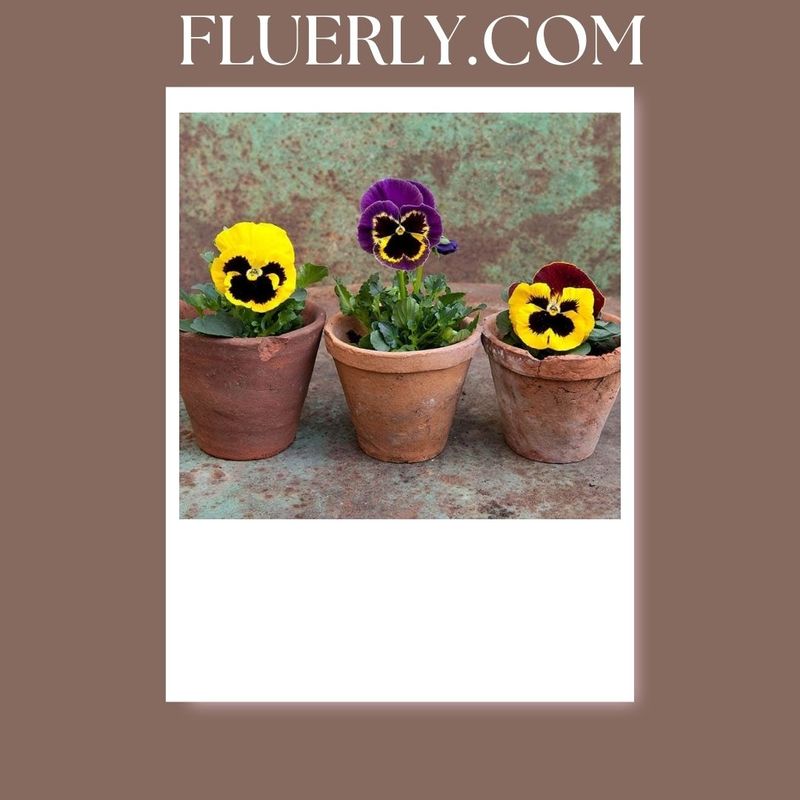 What Eats Pansy Flowers? - Complete Guide