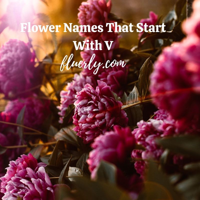 Flower Names That Start With V