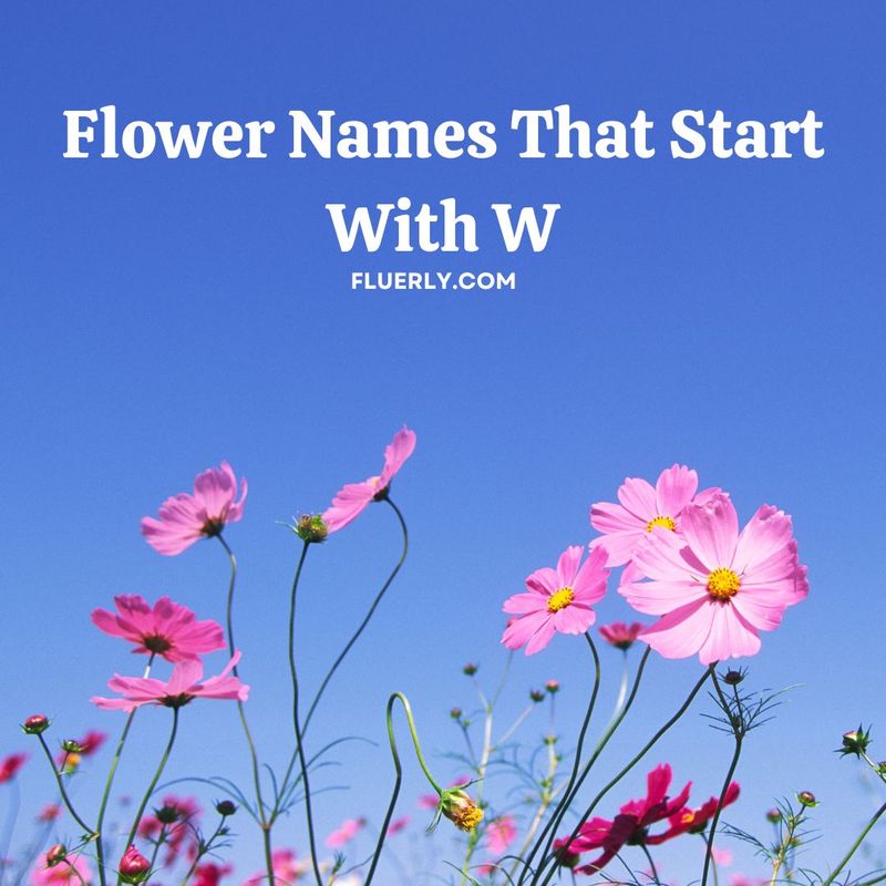 Flower Names That Start With W